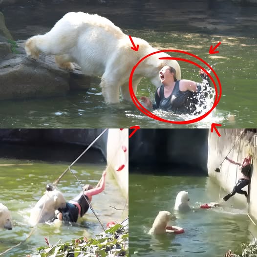 HORROR EN EL ZOOLÓGICO DE BERLÍN: Mujer de 32 años salta al recinto de osos polares. Lo que sucedió a continuación dejó a los visitantes paralizados. Se suponía que sería una tarde normal en el Zoológico de Berlín… hasta que una mujer saltó repentinamente a las gélidas aguas del recinto de los osos polares. Los turistas gritaron, las cámaras vibraron y el enorme depredador fijó su atención en ella.?