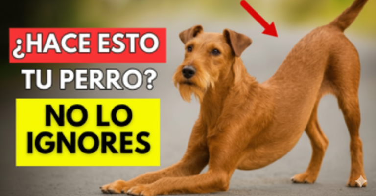 Si tu perro se estira cuando te ve… Esto es lo que realmente significa