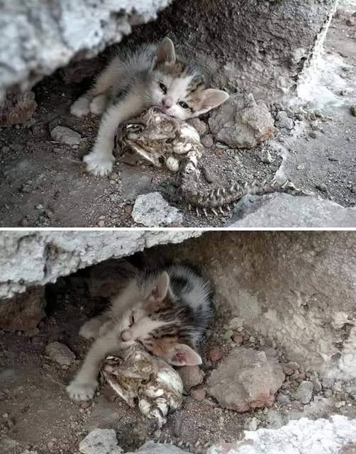 Un gatito encontrado durmiendo al lado de su madre que había fallecido