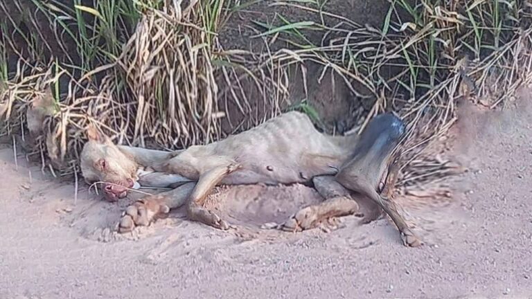 De las calles a los pasos firmes: el milagroso viaje de Elena, la perrita que volvió a vivir